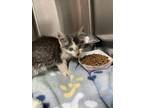 Adopt Penny a Gray or Blue Domestic Shorthair / Domestic Shorthair / Mixed cat