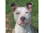 Adopt Parmalee a White - with Tan, Yellow or Fawn American Pit Bull Terrier /