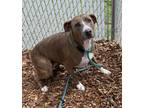 Adopt Nala a Pit Bull Terrier / Mixed dog in Lincoln, NE (39076090)