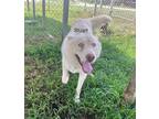 Adopt Stuart a White Husky / Mixed dog in Newberry, SC (39076007)
