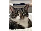 Adopt Zoey a Brown Tabby Tabby / Mixed (medium coat) cat in Hockley