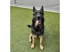 Adopt Duncan a Black German Shepherd Dog / Mixed dog in Fishers, IN (34760973)