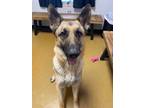 Adopt Joanie a Black German Shepherd Dog / Mixed dog in Maryville, MO (37090232)