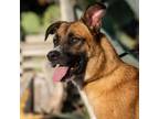 Adopt Dodger JuM* a Tan/Yellow/Fawn Belgian Malinois / German Shepherd Dog /