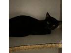 Adopt Astro A All Black Domestic Shorthair / Mixed Cat In St.