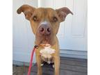 Adopt Papi a American Pit Bull Terrier / Mixed dog in Marana, AZ (36971197)