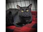 Adopt Tenley a Domestic Shorthair / Mixed (short coat) cat in Hampton