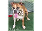 Adopt BABY GIRL a Tan/Yellow/Fawn - with White Boxer / Mixed dog in Marietta