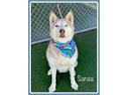 Adopt SANSA a Red/Golden/Orange/Chestnut - with White Husky / Alaskan Malamute /