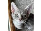 Adopt Suzie a Gray, Blue or Silver Tabby Domestic Shorthair (short coat) cat in
