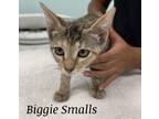 Adopt Biggie Smalls a Tiger Striped Domestic Shorthair (short coat) cat in