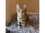 Adopt Oxsana - no tail a Brown Tabby Tabby (short coat) cat in Lombard