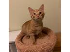 Adopt Bell a Orange or Red Tabby Tabby (short coat) cat in Lombard