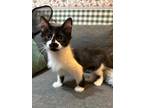 Adopt Talia a Black & White or Tuxedo Munchkin (medium coat) cat in Lombard