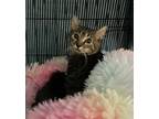 Adopt MILLER (Fluffy tail!) a Brown Tabby Domestic Shorthair (short coat) cat in