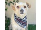 Adopt JACK a Tan/Yellow/Fawn Border Terrier / Mixed dog in Pasadena