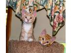Adopt Bonded Pair Magnolia & Maggie a Orange or Red Tabby Tabby (short coat) cat