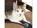 Adopt Honeydew a Calico or Dilute Calico Tabby (short coat) cat in Lombard