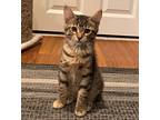 Adopt Lizzy a Brown Tabby Domestic Shorthair (short coat) cat in Lombard
