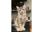 Adopt Lissa a Gray, Blue or Silver Tabby Domestic Longhair (long coat) cat in
