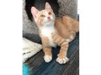 Adopt Colby a Orange or Red Tabby Domestic Shorthair (short coat) cat in