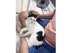 Adopt Kirby (sweet kitten) a Black & White or Tuxedo Domestic Shorthair (short