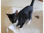 Adopt Ruby Tuesday a Black & White or Tuxedo American Shorthair (short coat) cat