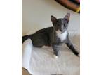 Adopt Chipotle a Gray or Blue (Mostly) American Shorthair (short coat) cat in