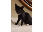 Adopt Solo a Black & White or Tuxedo American Shorthair (short coat) cat in