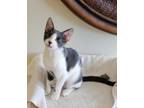 Adopt Chicken a Gray or Blue (Mostly) American Shorthair (short coat) cat in