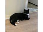 Adopt Vixen a Black & White or Tuxedo American Shorthair (short coat) cat in
