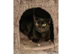 Adopt Ava a Domestic Short Hair