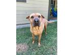 Adopt Lucy 2 - NH a Shar-Pei, Pit Bull Terrier