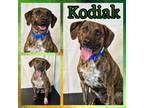 Adopt Kodiak a Mountain Cur, Plott Hound