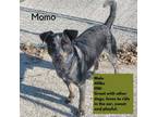 Adopt Momo a Cattle Dog, Mixed Breed