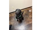 Adopt Shadow a Black Labrador Retriever