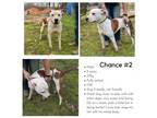 Adopt Chance a Terrier, Mixed Breed