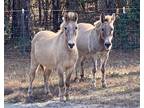 Pony Mule Team