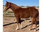 Yearling Filly Performance Prospect