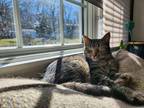 Adopt Isabella a Brown Tabby American Shorthair (short coat) cat in Bethel