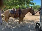 10 Yr old Heel Trail horse