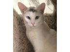 Adopt Floriana a Turkish Van, American Shorthair