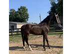 Yearling Dutch Harness Filly