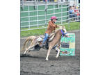 13 year old Contesting Pony
