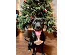 Adopt Grace a Black Labrador Retriever, Pit Bull Terrier
