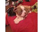 Boston Terrier Puppy for sale in Sevierville, TN, USA