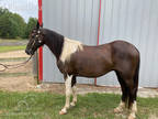  [url removed] BAY AND WHITE SPOTTED SADDLE GELDING
