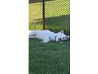 Adopt Daisy a White Alaskan Malamute / Siberian Husky / Mixed dog in Mt