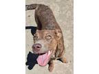 Adopt Boo Baby a Airedale Terrier, American Staffordshire Terrier