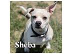 Sheba American Staffordshire Terrier Adult Female